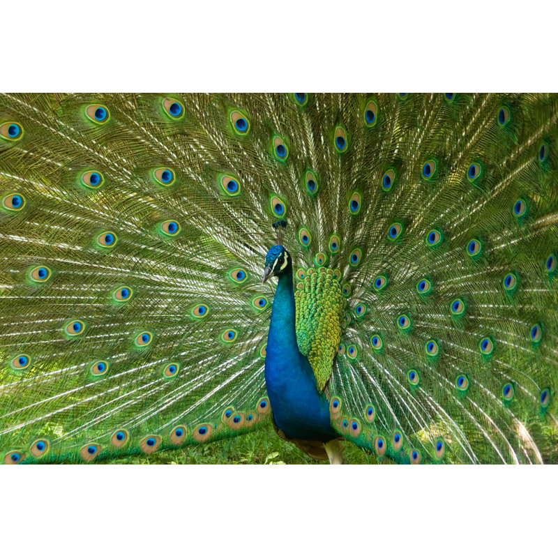 Bold Peacock - Wrapped Canvas Print, 61cm H x 91cm W x 3.8cm D