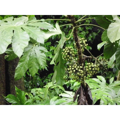 Snowflake Aralia - Live Starter Plant in a 2 Inch Pot - Trevesia Sundaica - Indoor Outdoor Fast Growing Hardy Evergreen