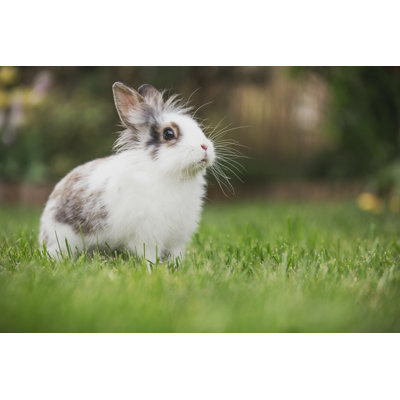 " Rabbit Sitting In Grass " by Rico Domonkos