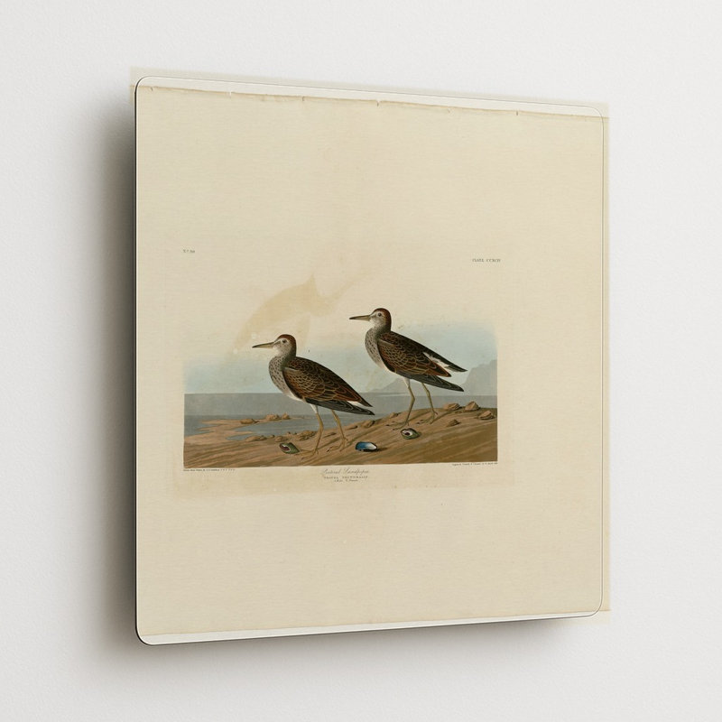 Bécasseau à poitrine rousse, planche 294 (1835) — Tableau carré mural en métal, 8" H x 8" W