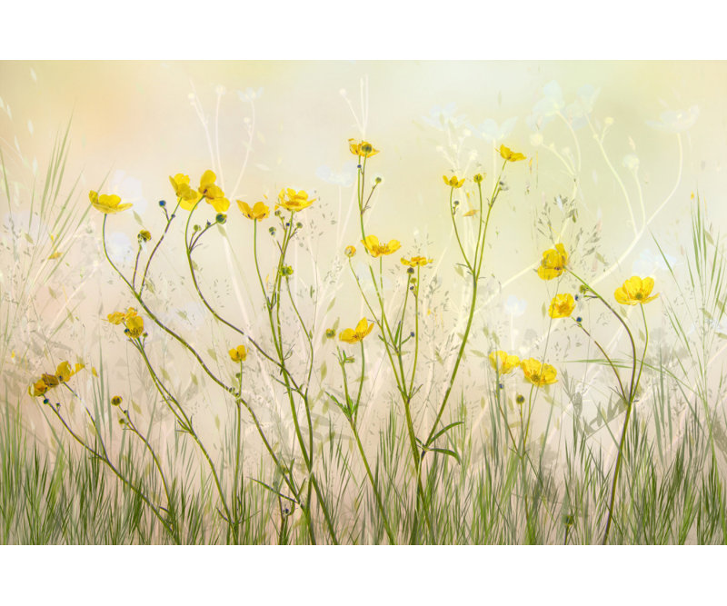 Wrapped Canvas Print, 50.8 cm H x 76.2 cm W