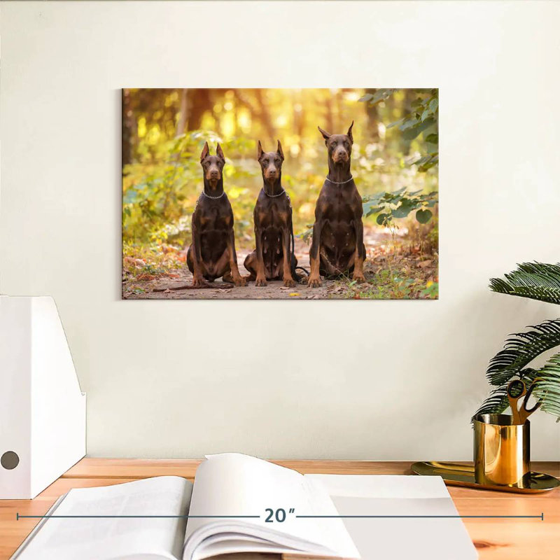 Doberman pinschers, H 8 po x l 12 po