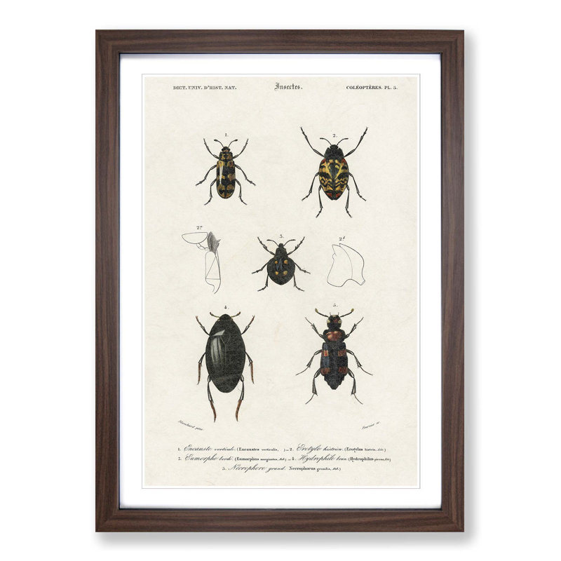 Beetle Illustration PL.5 by Charles D'Orbigny - Single Picture Frame Print, 63cm H x 45cm W x 2cm D, Walnut Framed