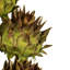 Tête d'artichaut 15 po Vickerman avec tige de roseau, arrangement d'artichaut séché-94734817