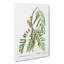 Honey Locust Branch by Pierre-Joseph Redoute - Wrapped Canvas Painting Print-55359918