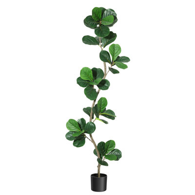 183cm Plant