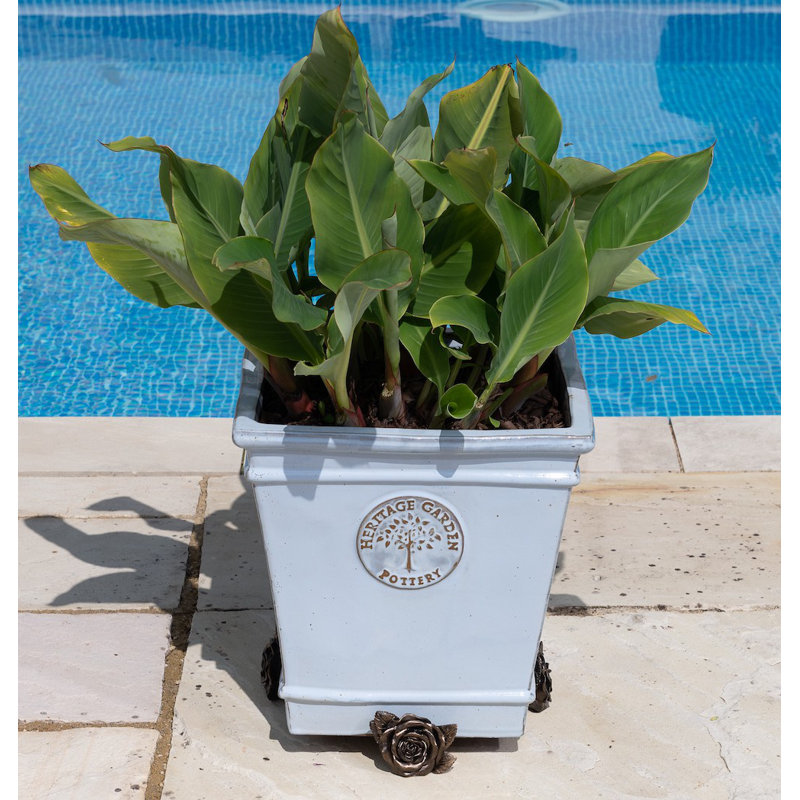 Pieds de jardinière dans une boîte cadeau