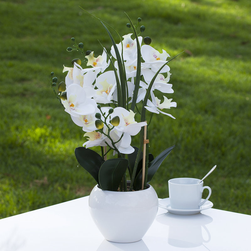 Orchid Arrangement in Pot