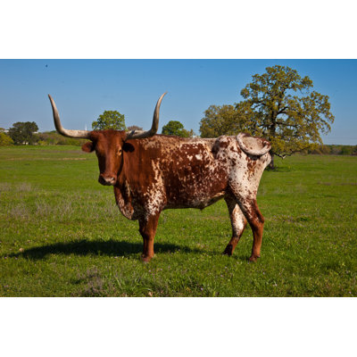 Texas Longhorn - Wrapped Canvas Print