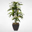 Real Touch Faux Dracaena Tree in Pot
