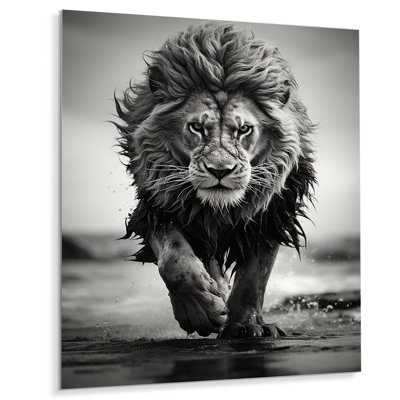 Black And White Lion Running In Africa - Lion Metal Wall Art