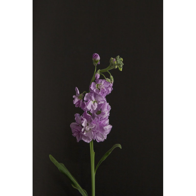 Dark & Dreamy I by Renée W. Stramel - Wrapped Canvas Print, 46cm H x 30cm W x 3.8cm D