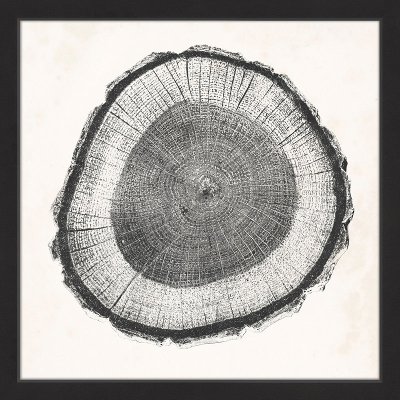 «Tree Ring II», reproduction encadrée, H 18 po x l 18 po, Cadre noir