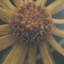 «Wild Blooms I» par Nathan Larson, reproduction d'art encadrée à la main mat sous verre-542190313