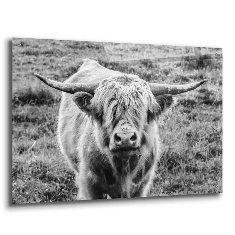 «Highland Cow Staring Contest» par Nathan Larson, H 24 po x l 36 po