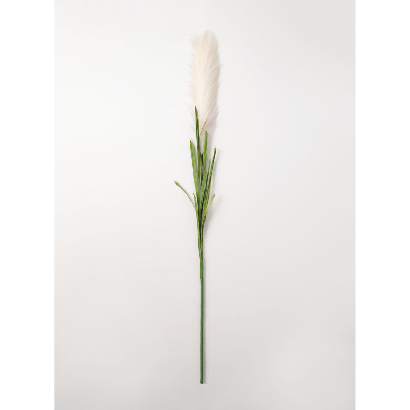 Herbe de la pampa