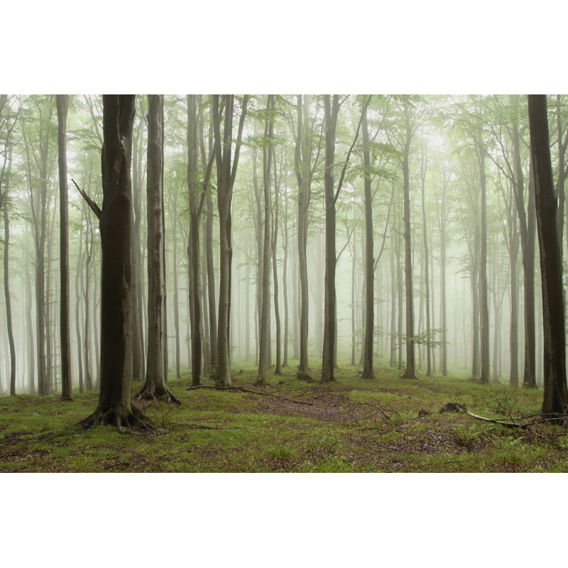 Misty Beech Forest - Wrapped Canvas Print, 20cm H x 30cm W x 3.8cm D