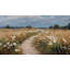Rouleau de papier peint mural amovible Wildflowers-210227202-210227205
