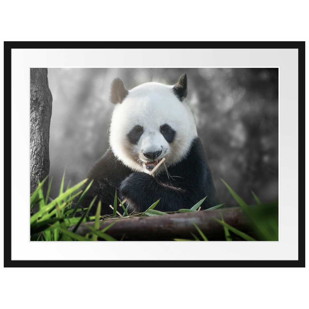 Gerahmtes Poster Niedlicher Panda isst Bambus