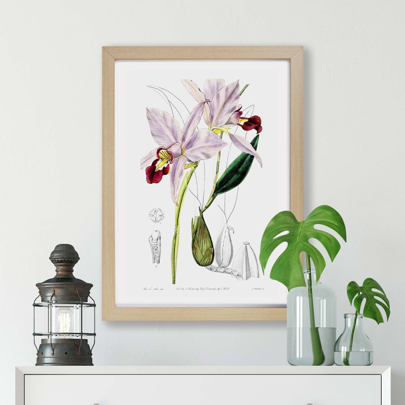 Pale Purple Cattleya Orchids - Framed Print, 24cm H x 33cm W x 2cm D, Oak