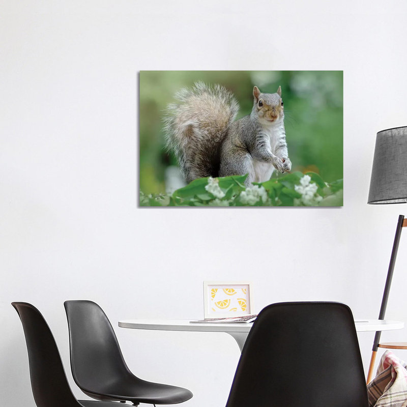 Eastern Squirrel by Jacky Parker - Wrapped Canvas Print, 101.6 cm H x 66.04 cm W x 1.91 cm D
