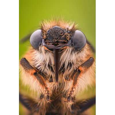 Honey Bee - Wrapped Canvas Print