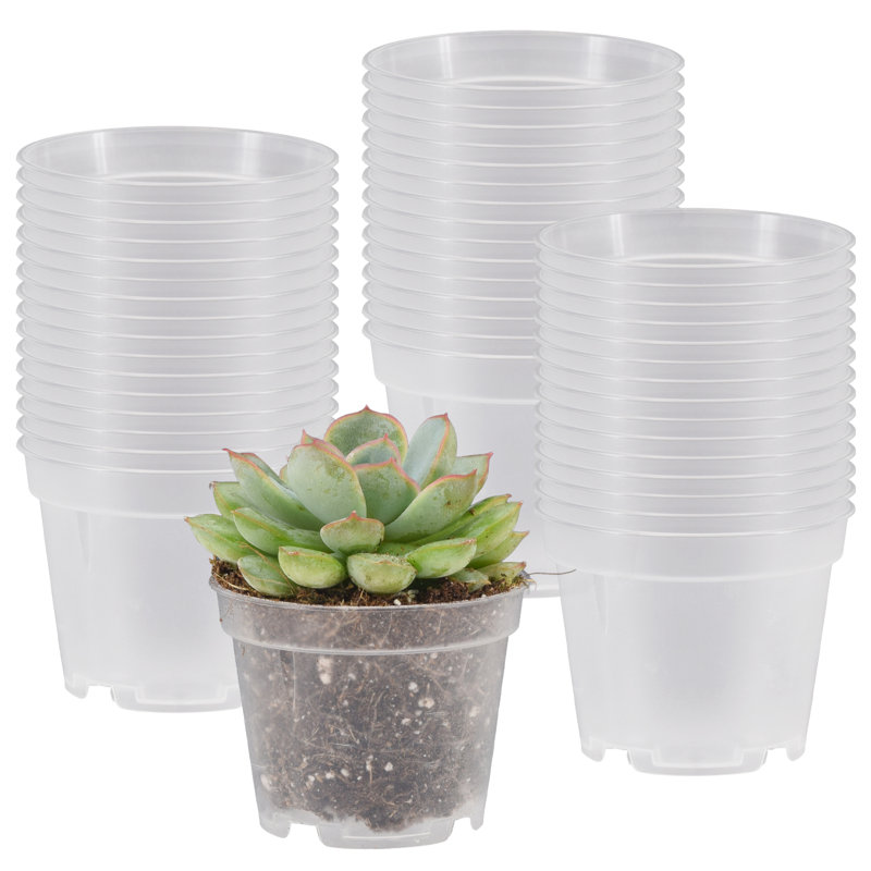 Pot de culture standard 2 po - transparent - paquet de 50, H 2 po x l 2,38 po x P 2,38 po