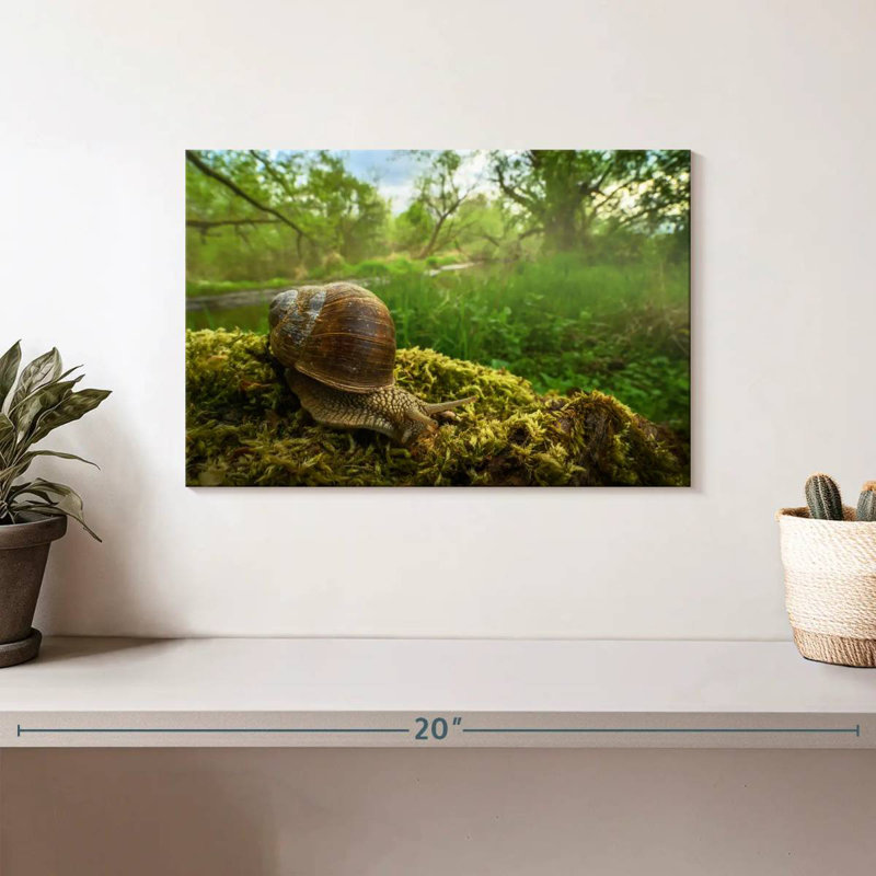 Escargot de jardin romain, H 8 po x l 12 po