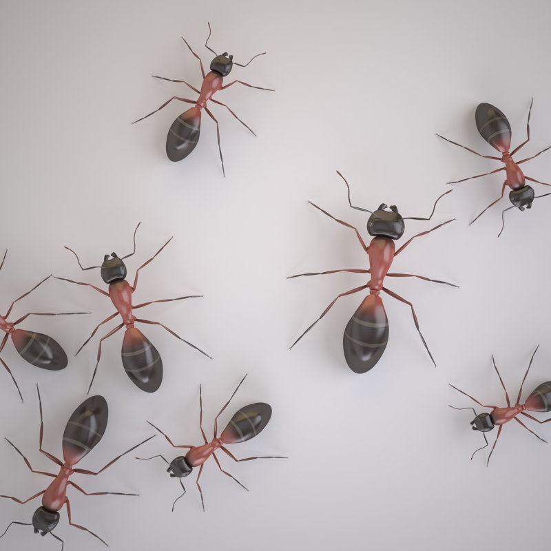 Darcella Ants - Wrapped Canvas Print, 30cm H x 30cm W x 3.8cm D