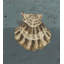 Seashell C Print by Sarah Atkinson-26931713