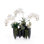 Real Touch White Orchid Succulent Floral in Black  Pot