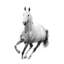 Le Cheval Blanc IV Print by Sofia Fox-26773444-26773450