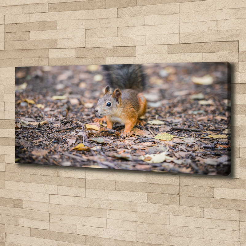 Squirrel - No Frame Print on Canvas