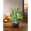Faux bambou en pot