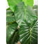 Faux taro botanique au fini vert, hauteur de 30 po