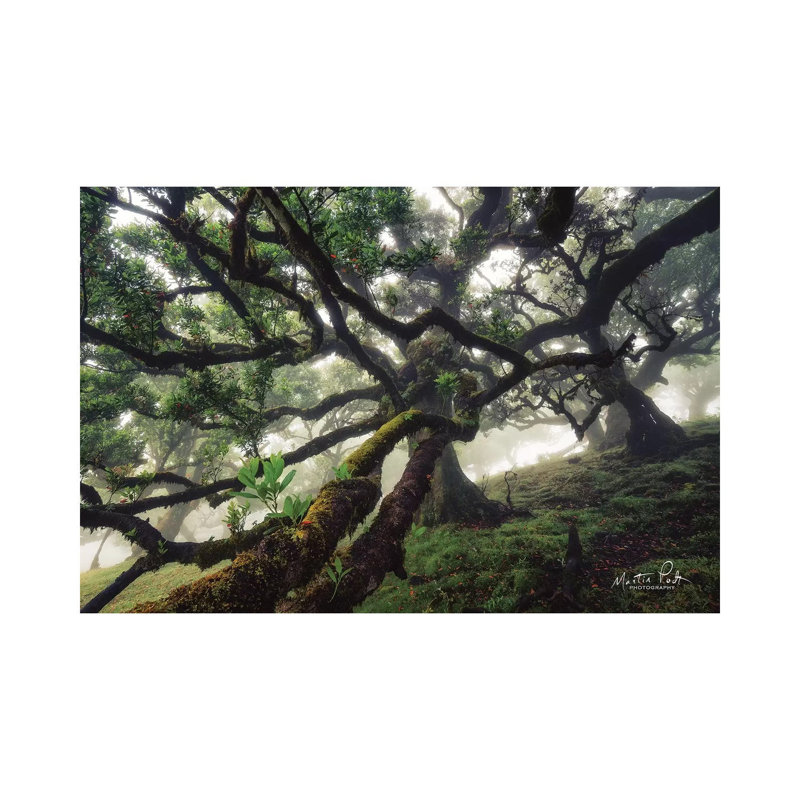 Tentacles by Martin Podt - Wrapped Canvas Print, 101.6 cm H x 66.04 cm W x 3.175 cm D