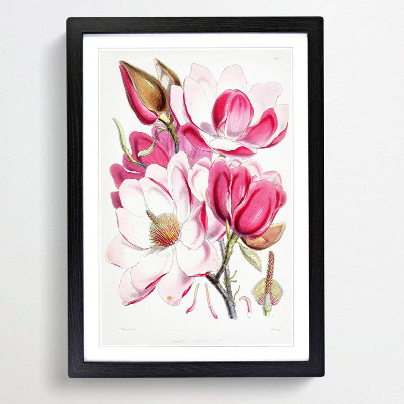 Himalayan Magnolia Flowers by W. H. Fitch - Picture Frame Painting Print, 36cm H x 27cm W x 2cm D, Black Framed