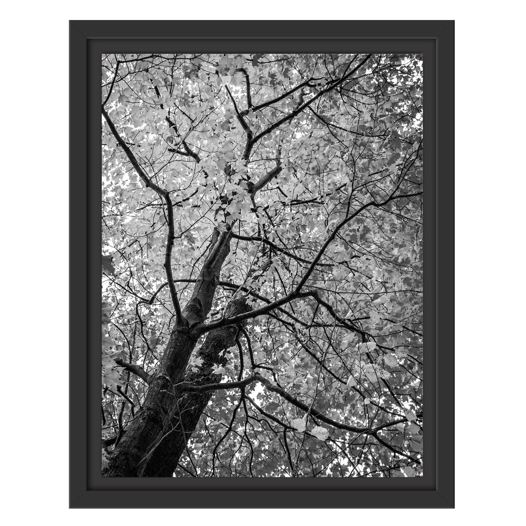 Gerahmtes Wandbild Feurige HerbstblÃ¤tter Kunst B&W