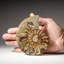 Genuine Calcified Ammonite Half from Madagascar (0.3 Ibs)