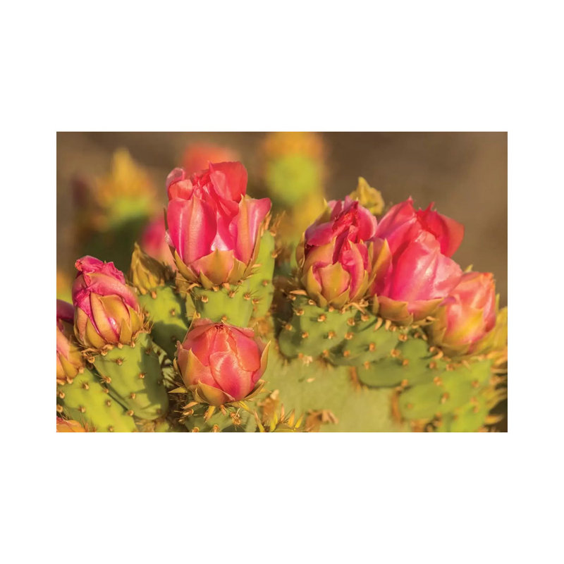 USA, Arizona, Sonoran Desert. Prickly Pear Cactus Blossoms. by Jaynes Gallery - Wrapped Canvas Print, 66.04 cm H x 45.72 cm W