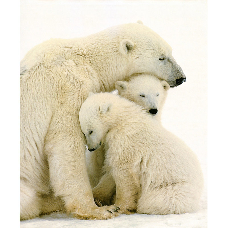 Polar Bear Family, 44" H x 36" W