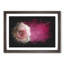 Lone Pink Rose Paint Splash - Picture Frame Graphic Art-56865436-56865431