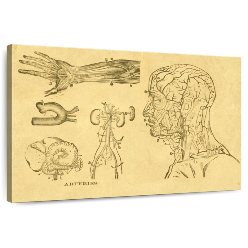 Esquisse d'art Alcaraz, H 16 po x l 24 po