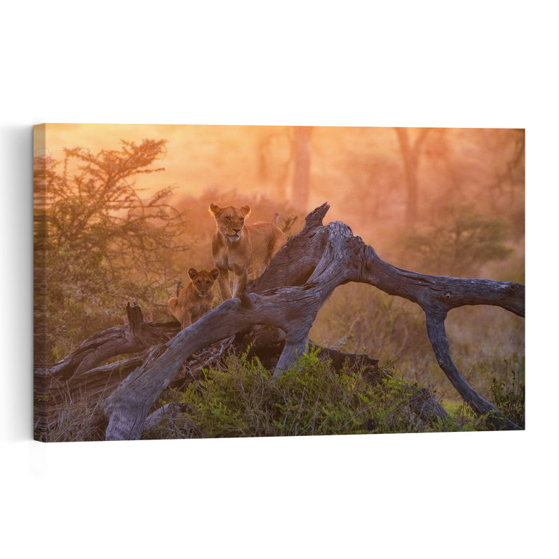 Golden Hour African Lions Peaceful Serene Abstract Cat Lion Nature Sunset Wall Art Print 1 Piece Wrapped Canvas Wall Art
