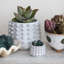 Stoneware Sculptural Planter with Raised Dots