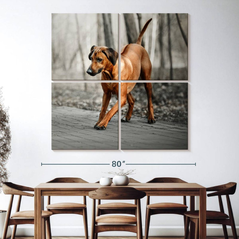 Chiot Rhodesian Ridgeback, H 74 po x l 74 po