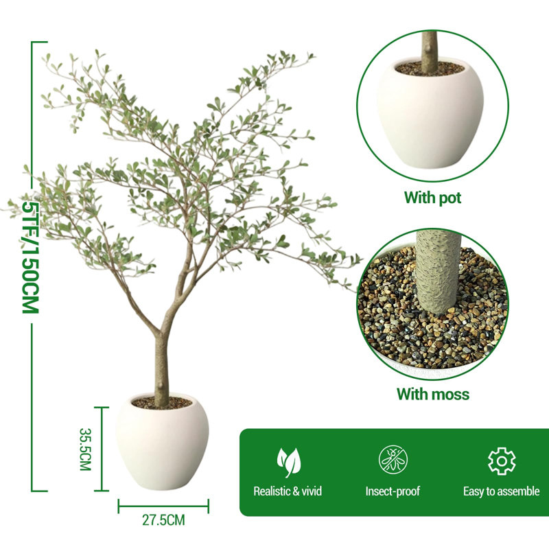 150cm Plant
