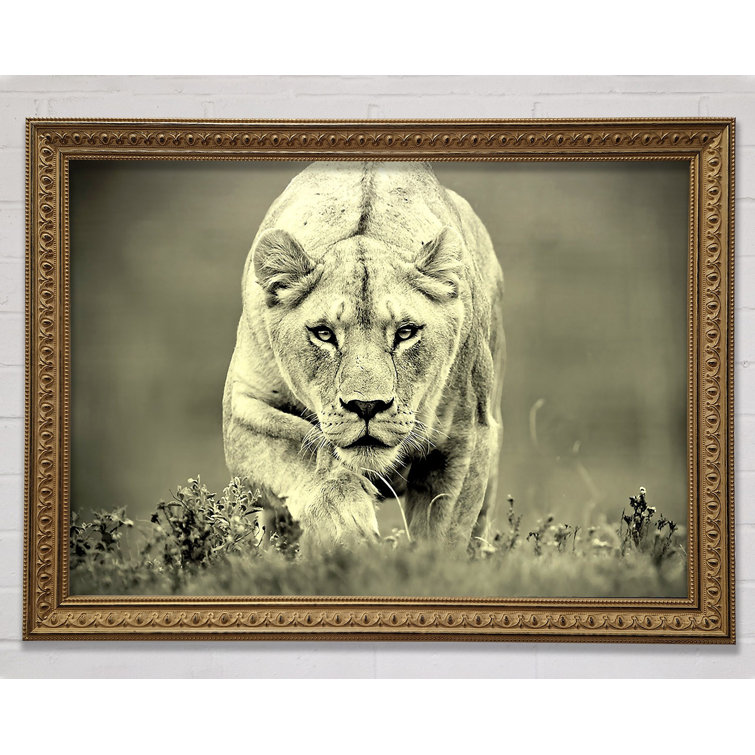 Lioness Hunting - Single Picture Frame Print
