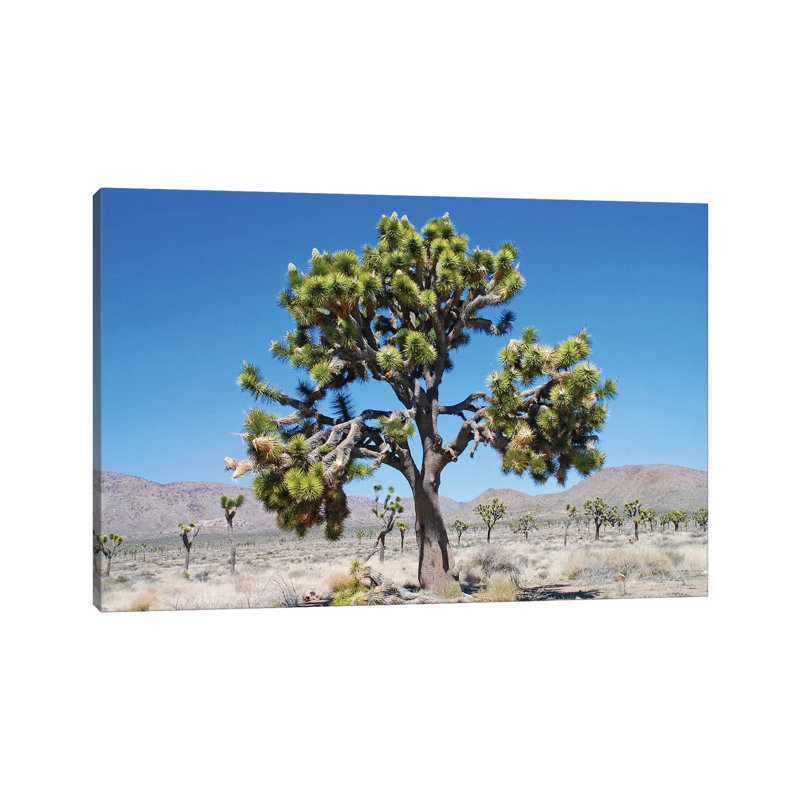 Joshua Tree by Brian Wolf - Wrapped Canvas Print, 20.32cm H x 30.48cm W x 1.91cm D