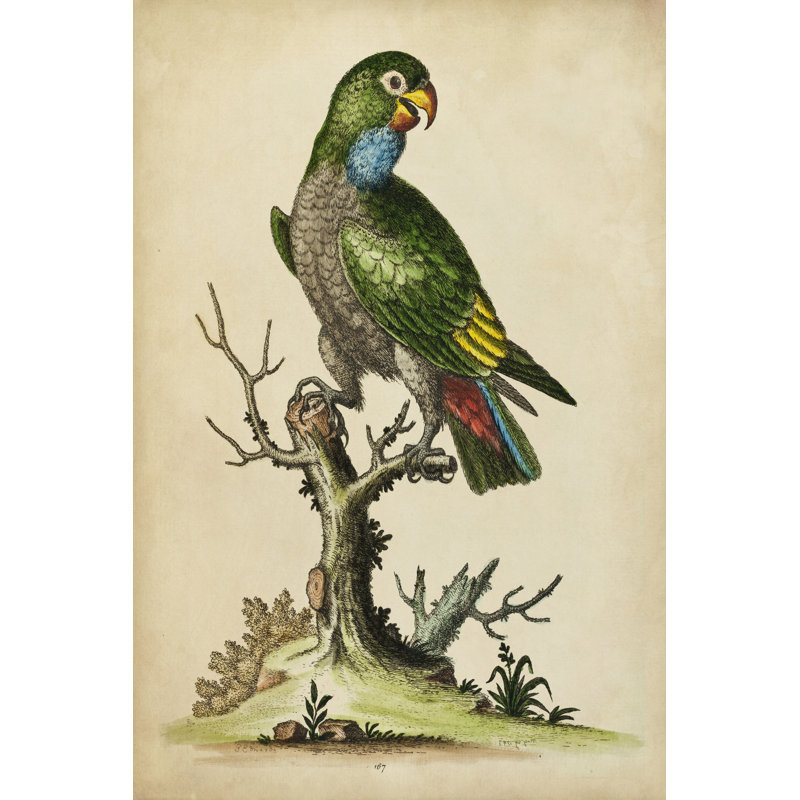 Paradise Parrots I - Wrapped Canvas Print, 76cm H x 51cm W x 3.8cm D